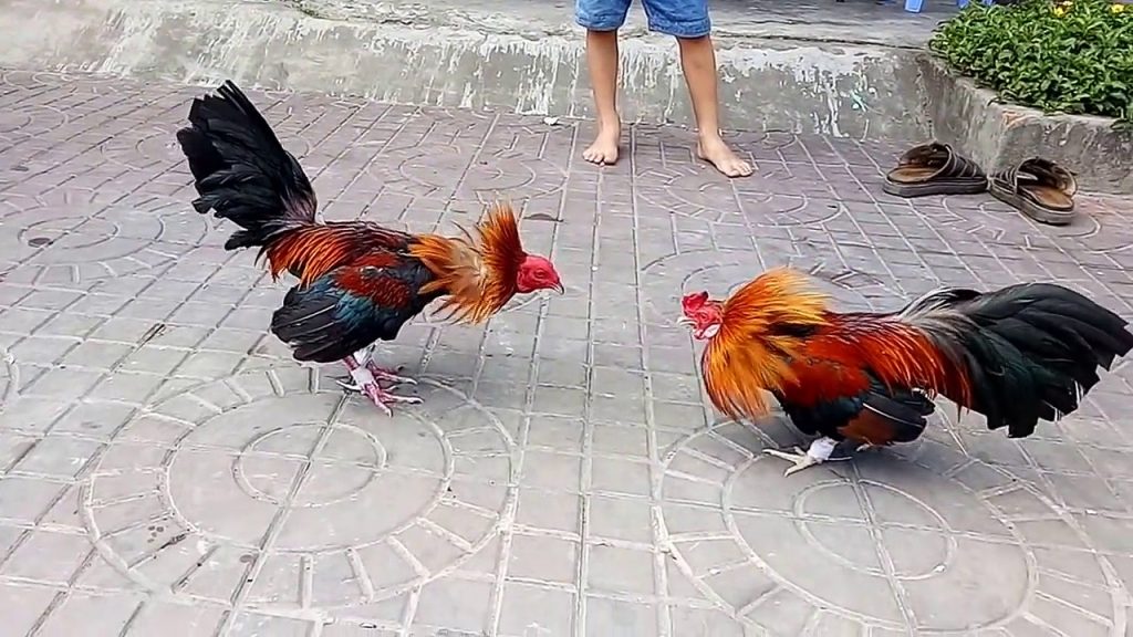  Một số loại hình đá gà PG99 được yêu thích nhất 